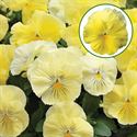 Afbeelding van Viola P9 Grootbloemig Lemon shades